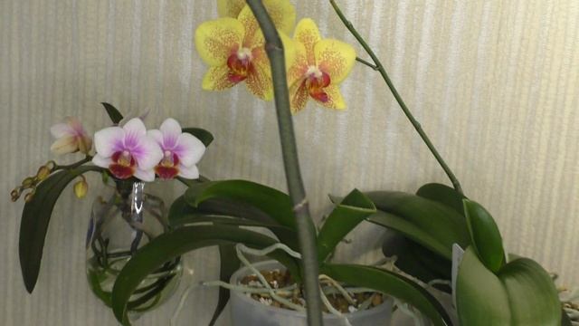 ДЕТКА НА ЦВЕТОНОСЕ ОРХИДЕИ и МАТЕРИНСКОМ РАСТЕНИИ. ДИНАМИКА РОСТА. ОТВЕТЫ НА ВОПРОСЫ... смотреть онлайн