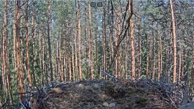 Черный аист . Аист умеет пикировать в полете. Замедленная съемка. смотреть онлайн