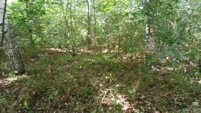 Осенью за гриба/Грибы с картошкой/ смотреть онлайн