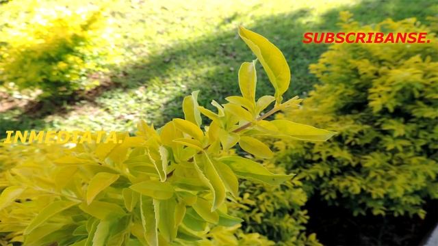 FOTOS PRO CON CAMARA SEMI-PRO (NIKON COOLPIX P520 SUPER ZOOM) смотреть онлайн