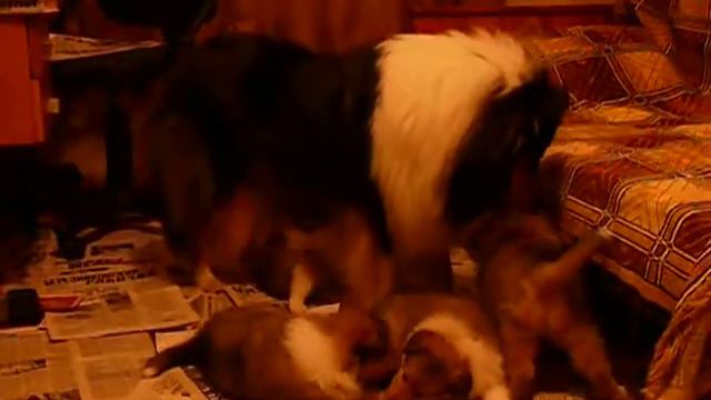 Мама Шика со щенками смотреть онлайн