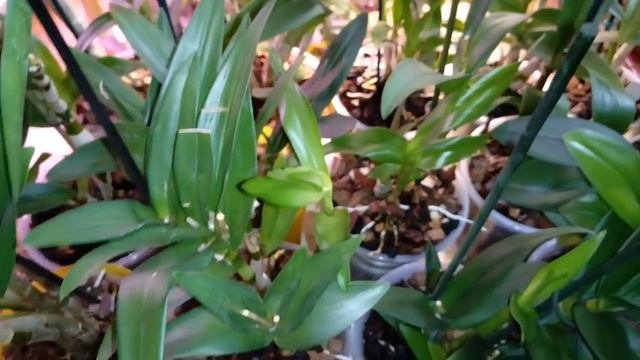 ДЕНДРОБИУМЫ | ПОЛИВ и УДОБРЕНИЕ | ОБЗОР орхидей смотреть онлайн