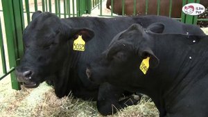 БЫК АБЕРДИН АНГУССКОЙ ПОРОДЫ Агропромышленная выставка Золотая  осень 2016 iLikePet