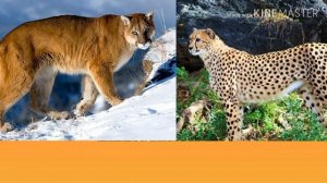 Пума против гепарда. Cheetah against Puma. Animals Battle.