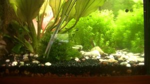 Полусфера для мха. Результат посадки и подрезка. Hemisphere for moss. The result of planting