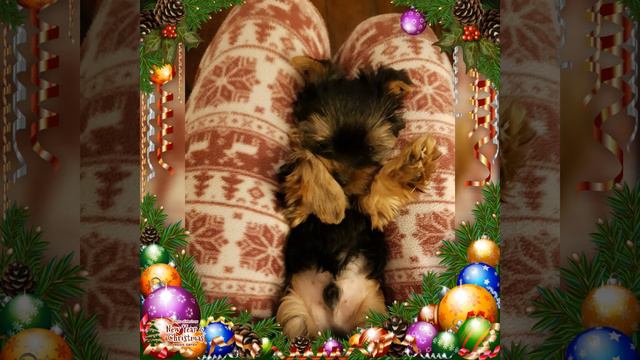 Забавный щенок йоркширского терьера