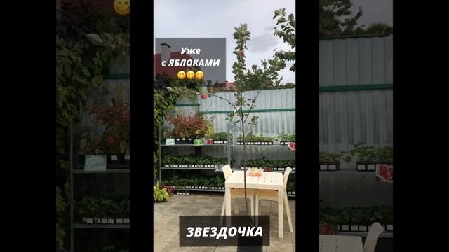 Яблони КРУПНОМЕРЫ