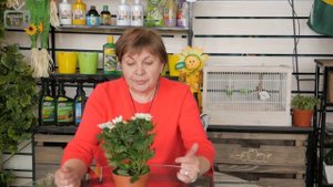 Хризантемы ? Индийские и Корейские ✅ Можно ли высаживать в сад после покупки?