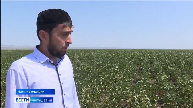 «Шпанка красноголовая» новый вызов для аграриев