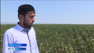 «Шпанка красноголовая» новый вызов для аграриев
