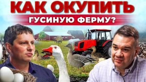 Сколько денег приносят гуси? Инкубатор своими руками | Лучшие породы птицы | Андрей Даниленко