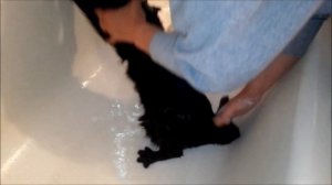 КОТ ПСИХАНУЛ...Big Black Cat just don't want to bathe - wash... Funny / КОТ в ВАННЕ.