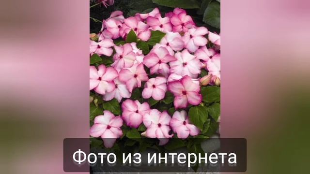 Бальзамин или Катарантус, или как перепутала цветок...