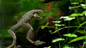 С какими рыбками уживаются креветки черри ?!