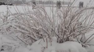 Я слышу голос далёких звёзд