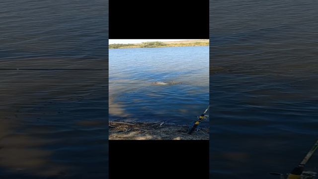 САЗАН на кукурузу.