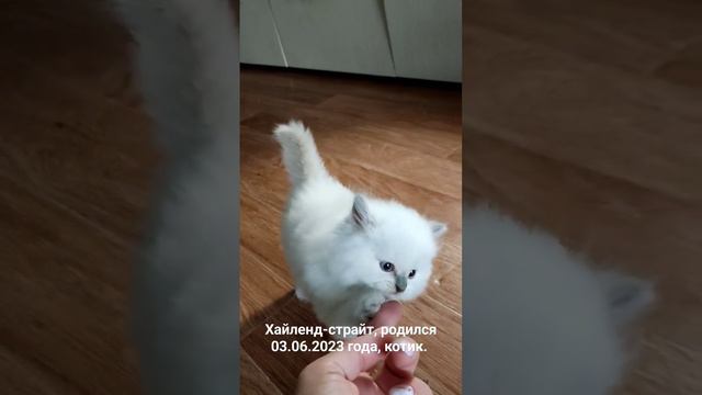 Ростов-на-дону, котик шотландская. смотреть онлайн