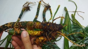 Как понять что,у растения гниют корни. Чем остонавить гниль?