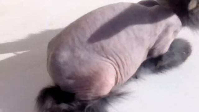 Крольчонок облысел. смотреть онлайн