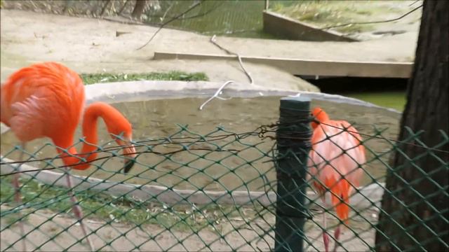 Красавцы фламинго ещё на улице 26.10.2021 смотреть онлайн