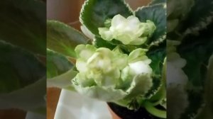 ВСЕ О ЗАБОЛЕВАНИЯХ И ПРОФИЛАКТИКА БОЛЕЗНЕЙ ФИАЛОК