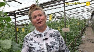 Реально заставить огурцы плодоносить потоком. Советы агронома