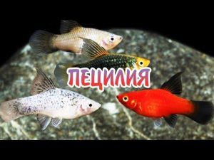 ПЕЦИЛИЯ. КРАТКО О СОДЕРЖАНИЕ