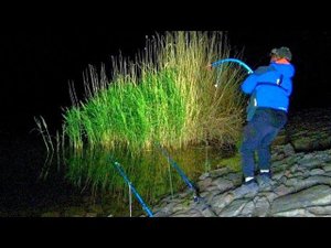 РЫБАЛКА НА СОМА!!! СОМ. САЗАН НА ДОНКИ КРОКОДИЛ! РЫБАЛКА С НОЧËВКОЙ!