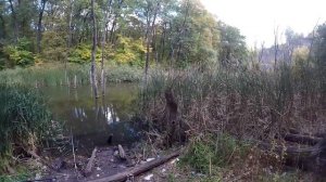 ЛОВЛЯ РАКОВ НА РАКОЛОВКИ. ОСЕНЬ 2019