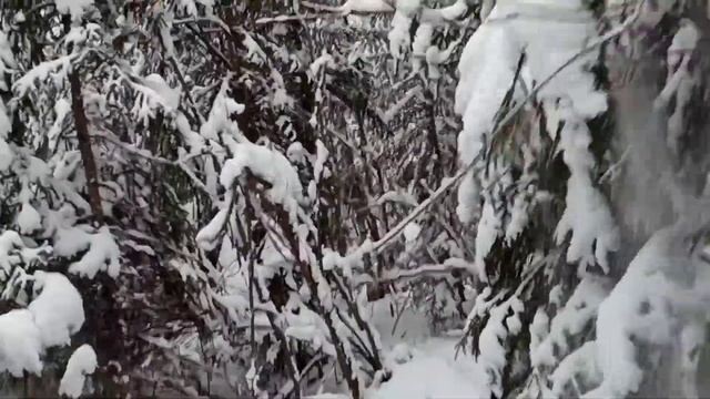 Ураган в лесу смотреть онлайн