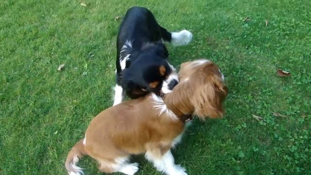 Щенки Кавалер Кинг Чарльз Спаниеля играют смотреть онлайн