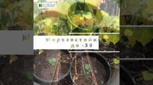 Багрянник Канадский Сиел, Семена