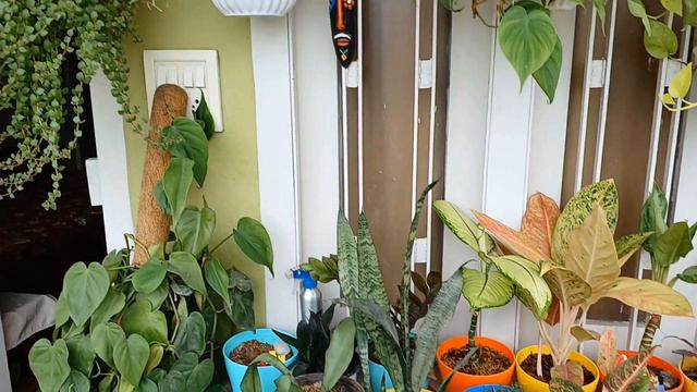 New decorative Plants in my balcony/ price Of Aglonima plants/Balcony overview смотреть онлайн