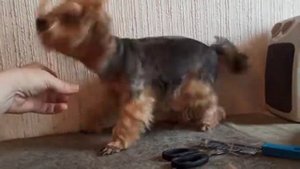 Стрижка йорка мини девочки. До и после./ 13 апреля 2021 г./стрижка собак.