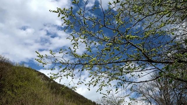 Железноводск   город цветов смотреть онлайн