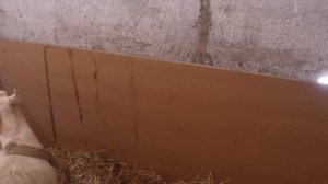 Окот козы. Роды у козы. Окоты коз. Как появляются козлята