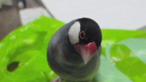 Послушайте прекрасные голоса этих редких птиц!