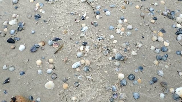 Ловим черноморского рапана зимой. Лазурное, переправа о.Джарылгач смотреть онлайн