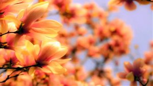 Nasheed al nibras abdullah Beautiful Arabic Nasheed watch 2019 Beautiful Arabic Nasheed.mp4