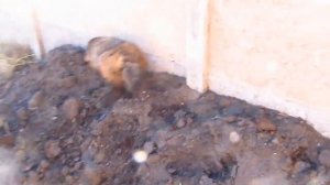 паттердейл терьер.