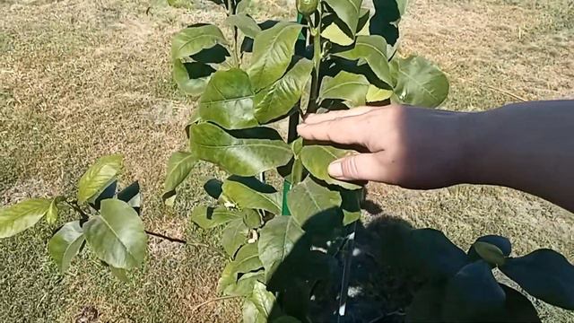 ОБЗОР домашнего ЛИМОНА. Планирую воздушные отводки / Цитрусовый Рай МариАны смотреть онлайн