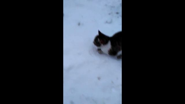 Котик Мурчик поймал мышь. Мурчик играется с мышкой. смотреть онлайн