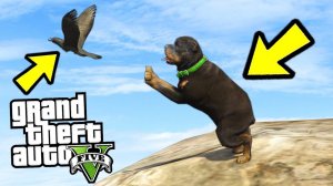 СМОЖЕТ ЛИ ЧОП ПОЙМАТЬ ПТИЦУ?! ЧТО ОН ДЕЛАЕТ?! СОБАКА VS ПТИЦА! (GTA 5)