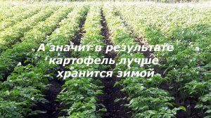 Когда можно срезать ботву картофеля