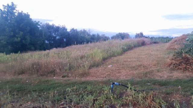 Готовимся копать картофель// продаём гусей смотреть онлайн