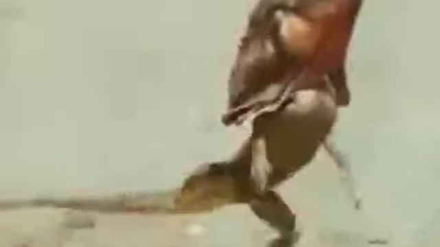 как бегают разные животные смотреть онлайн