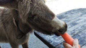 ослик Яша.mp4