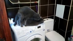 Кот Батон вяжет кошечку #0035