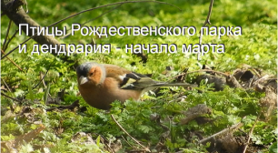 Птицы в парка Краснодара - середина марта