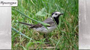 Николай Сладков  Веселая игра